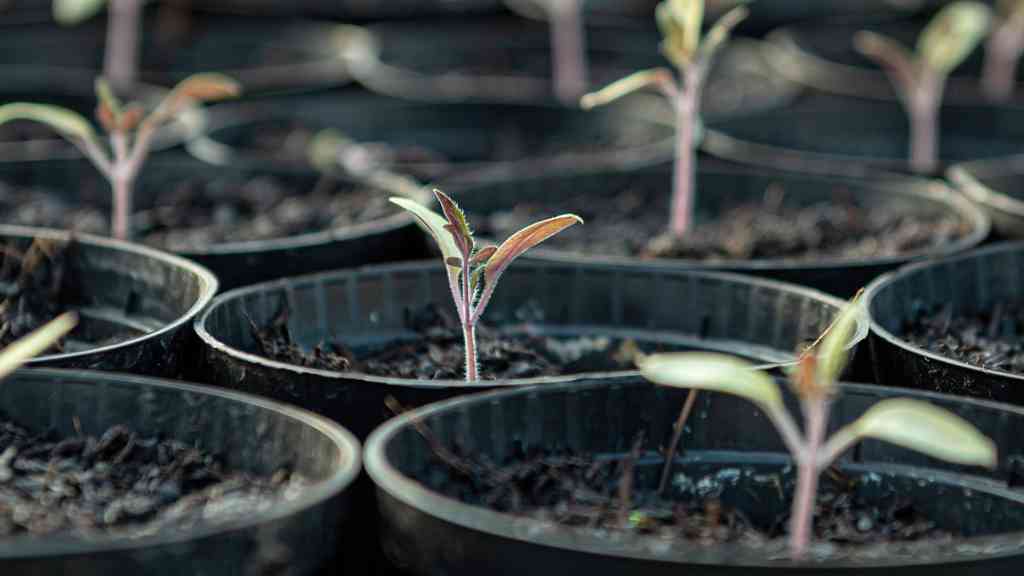 strengthen the churches